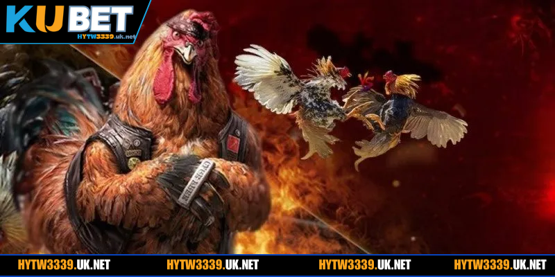 Chia sẻ bí kíp đá gà cựa sắt mang tới cho newbie tỉ lệ ăn cao