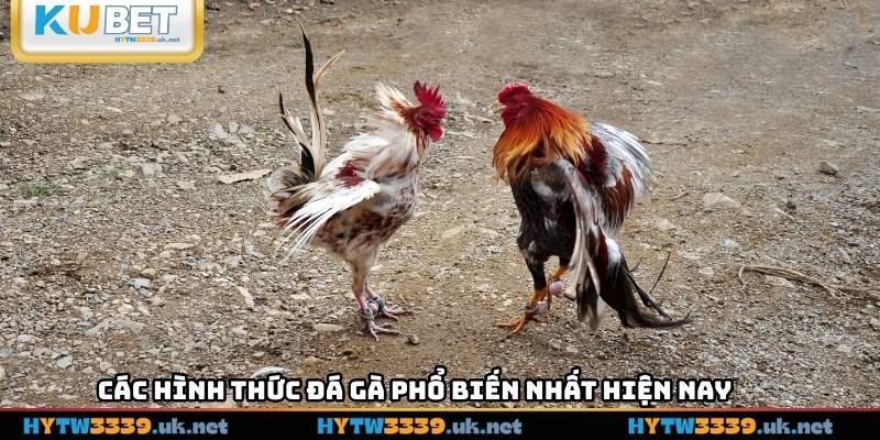 Các hình thức đá gà phổ biến nhất hiện nay