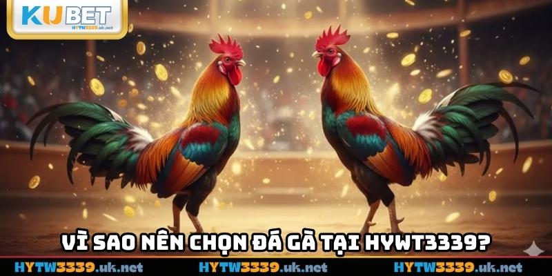 Vì sao nên chọn đá gà tại hywt3339?