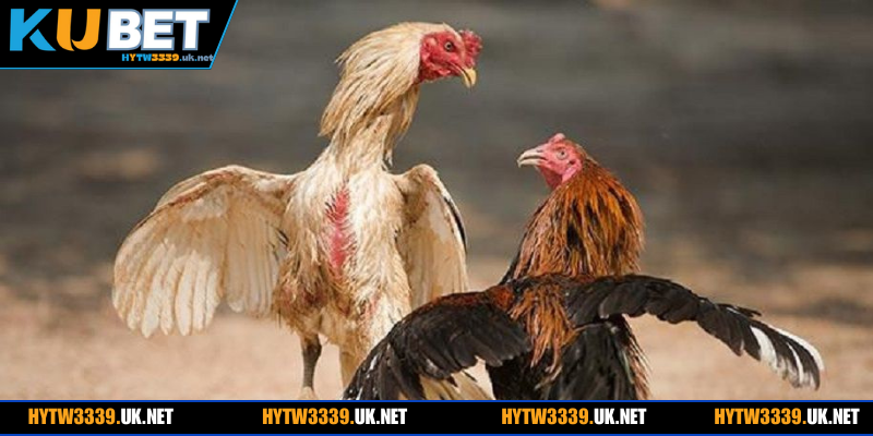 Đôi nét cơ bản về loại hình đá gà cựa sắt kịch tính nhất 2026