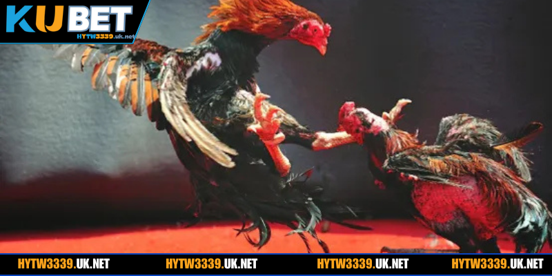 Luật gia nhập khách mới nên nắm trong chọi kê cựa sắt hywt3339