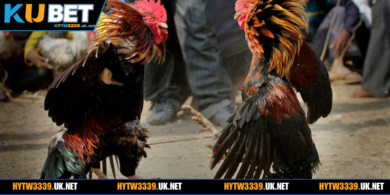 Mẹo chuẩn từ cao thủ lâu năm giúp bạn tăng thắng khủng