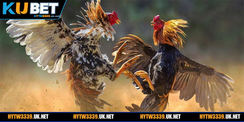 Tân binh cần lưu ý kỹ các điều trên lúc xem đá gà Thomo 