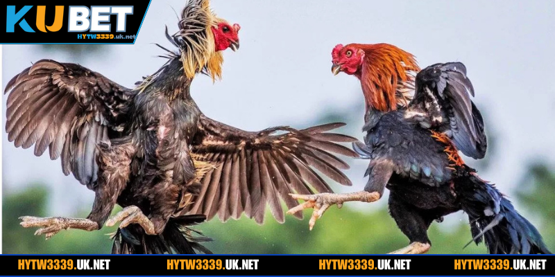 Tìm hiểu sơ qua về đá gà trực tiếp Thomo hywt3339 2026