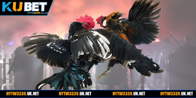 Tỷ lệ kèo phong phú thu hút khách mới gia nhập